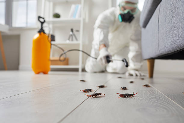 Affordable Termite Control solutions in Shandon, CA